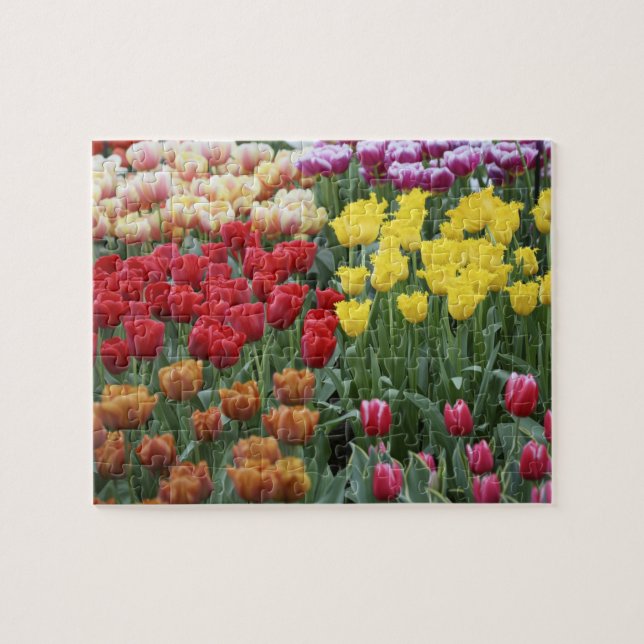 Puzzle Pays-Bas, Jardins Keukenhoff, tulipes. (Horizontal)