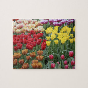 Puzzle Pays-Bas, Keukenhoff Gardens, tulipes.