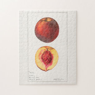 Puzzle Peaches (Prunus Persica) Peinture à l'aquarelle de