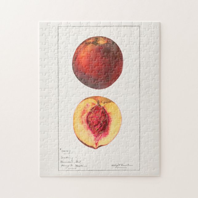 Puzzle Peaches (Prunus Persica) Peinture à l'aquarelle de (Vertical)