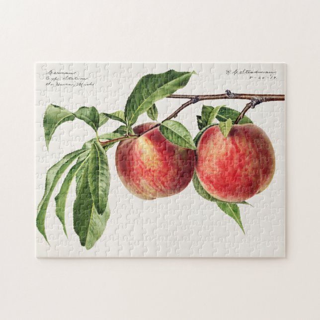 Puzzle Peaches (Prunus Persica) Peinture à l'aquarelle de (Horizontal)