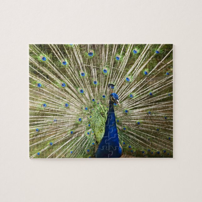 Puzzle Peacock (Horizontal)