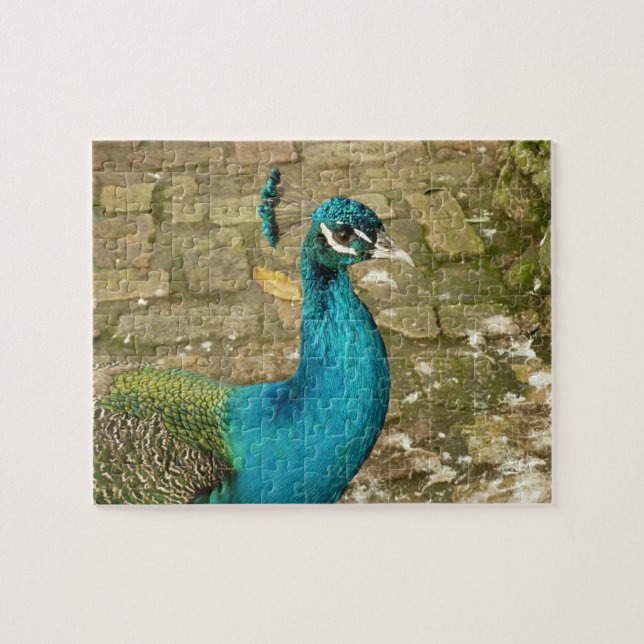 Puzzle Peacock Belle photographie nature (Horizontal)