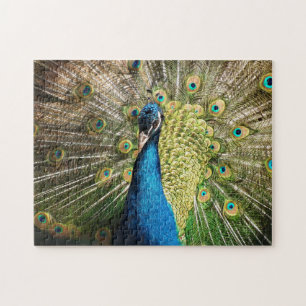 Puzzle Peacock Bleu brillant