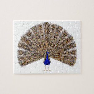 Puzzle Peacock Blue