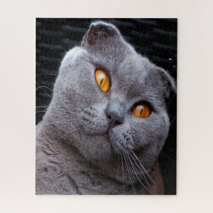 Puzzle Pédigée du Chat Scottish Fold