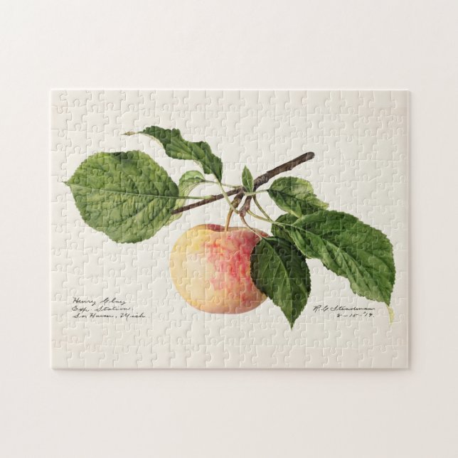 Puzzle Peinture à l'aquarelle de fruits (Malus Domestica) (Horizontal)