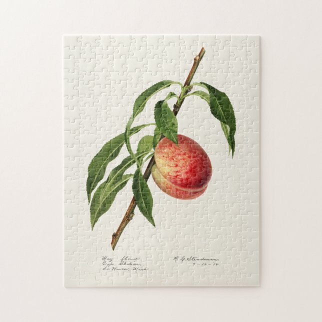 Puzzle Peinture à l'aquarelle de fruits (Prunus Persica) (Vertical)