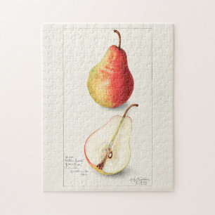 Puzzle Peinture à l'aquarelle de fruits (Pyrus Communis)