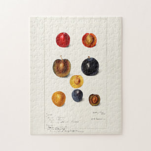 Puzzle Peinture à l'aquarelle des prunes (Prunnus Domeati