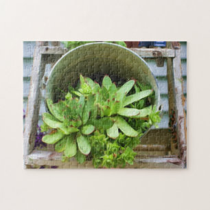 Puzzle Peinture à l'huile de succulentes Hens And Chicks