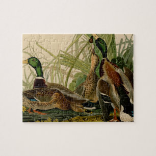 Puzzle Peinture d'oiseaux de Mallard Duck Audubon