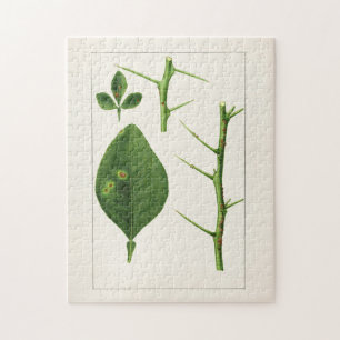 Puzzle Peinture Feuille orange (Poncirus Trifoliata)