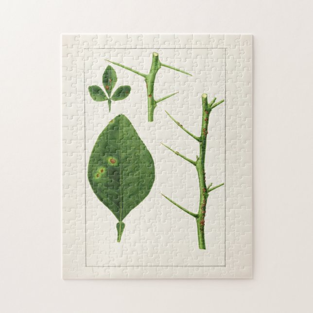 Puzzle Peinture Feuille orange (Poncirus Trifoliata) (Vertical)