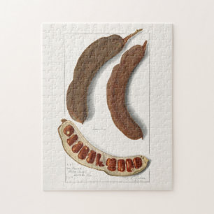 Puzzle Peinture tamarine indienne (Tamarindus Indica)