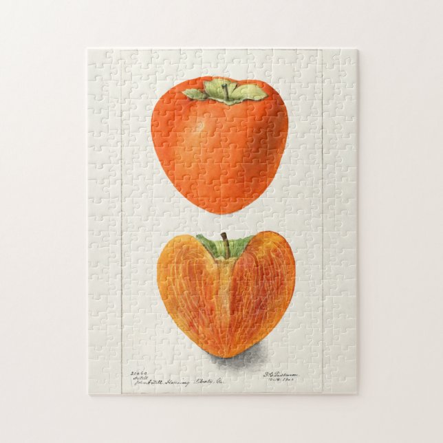 Puzzle Peinture vintage Persimmons Fruit Aquarelle (Vertical)