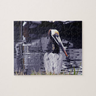 Puzzle Pélican par l'eau
