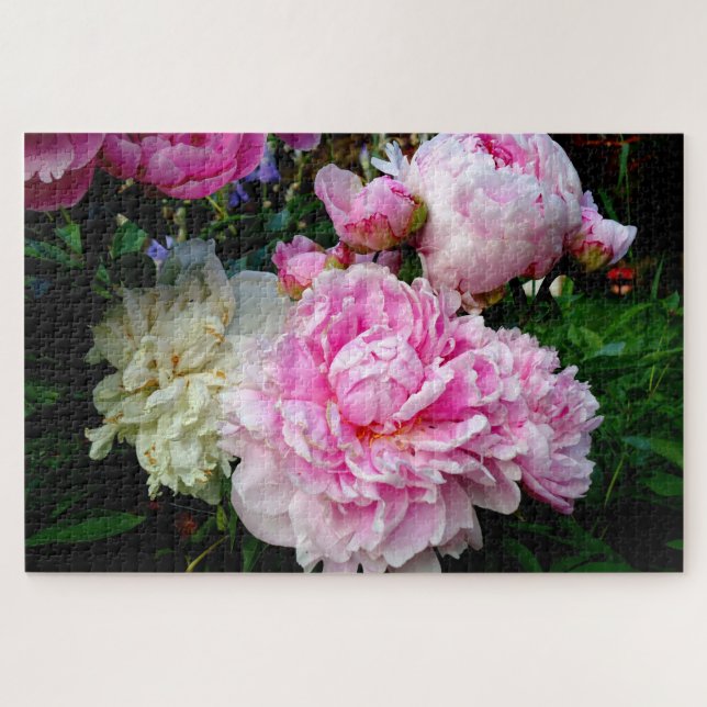 Puzzle Peonies roses et blanches - élégante photo florale (Horizontal)