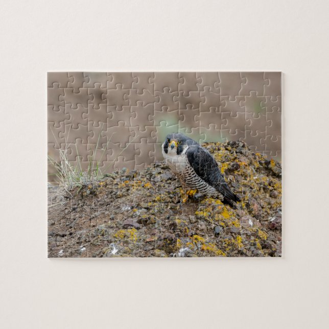 Puzzle Peregrine falcon (Horizontal)