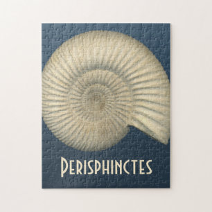 Puzzle Perisphinctes Ammonite