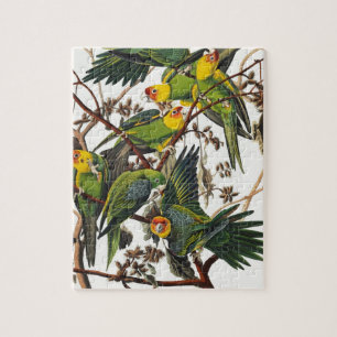 Puzzle Perroquet de la Caroline - John James Audubon