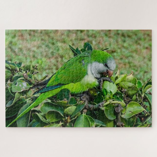 Puzzle Perroquet vert (Horizontal)
