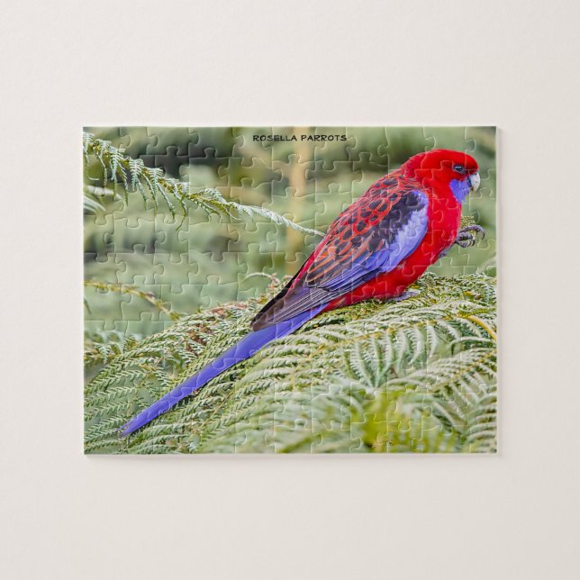 Puzzle Perroquets Rosella Australie (Horizontal)