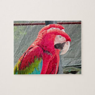 Puzzle Perroquets rouges et bleus assis ensemble