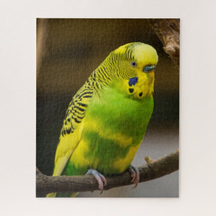 Puzzle Personalized English Budgie Parakeet