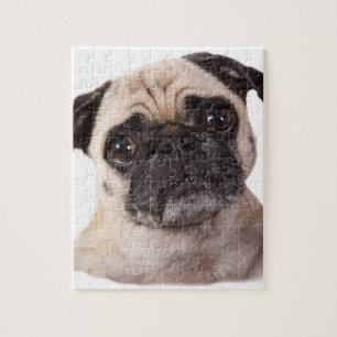 Puzzle petit chien mignon de carlin