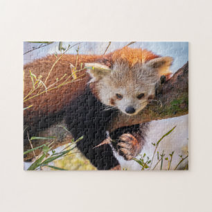 Puzzle Petit panda rouge pâle