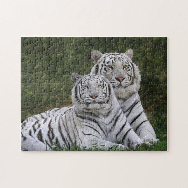 Puzzle Phase blanche, Tigre du Bengale, Tigris (Horizontal)