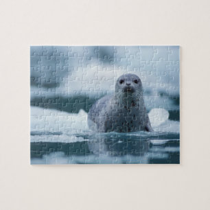 Puzzle phoque commun du pacifique, Phoca vitulina richard