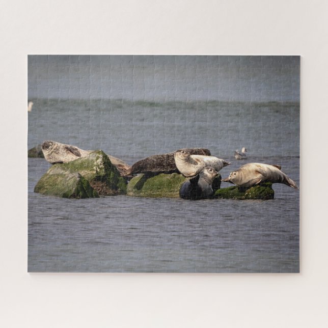 Puzzle Phoques du port à Island Beach State Park (Horizontal)