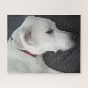 Puzzle Photo de beau chien blanc et gris