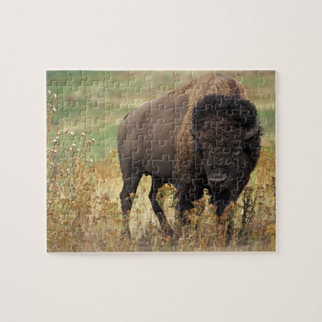 Puzzle Photo de bison (Horizontal)