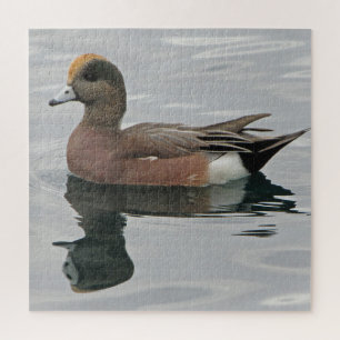 Puzzle Photo de canard Male Wigeon sur Calm Water Reflect