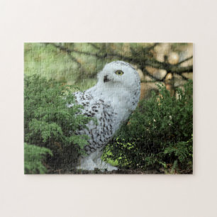 Puzzle Photo de Chouette blanche de la faune
