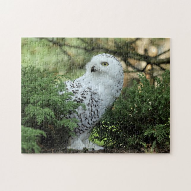 Puzzle Photo de Chouette blanche de la faune (Horizontal)