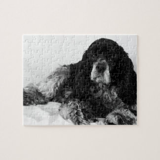 Puzzle Photo de Cocker Spaniel noir et blanc