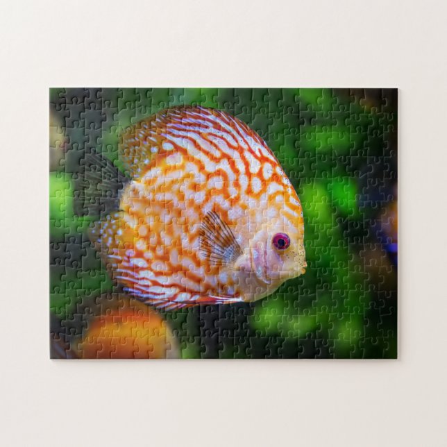 Puzzle Photo de Discus Orange Blanc en Aquarium (Horizontal)