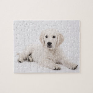Puzzle Photo de Golden Retriever
