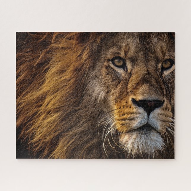 Puzzle Photo de gros plan de visage de lion (Horizontal)