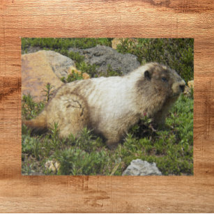 Puzzle Photo de la faune de la marmotte de Hoary