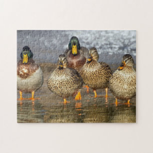 Puzzle Photo de la faune de Mallard Ducks