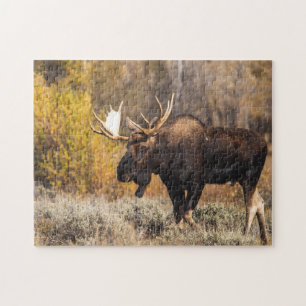 Puzzle Photo de majestueux orignal dans la nature