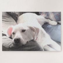 Photo de mignon chien blanc fatigué accroché avec 