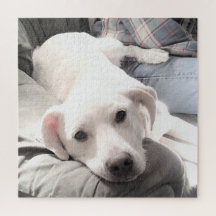 Photo de mignon chien fatigué avec papa sur le Car