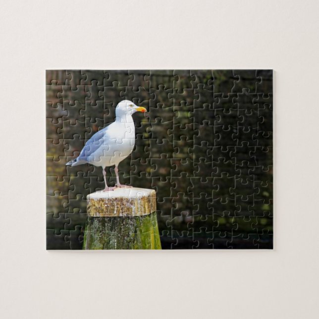 Puzzle Photo de mouette côtière et de faune océanique (Horizontal)