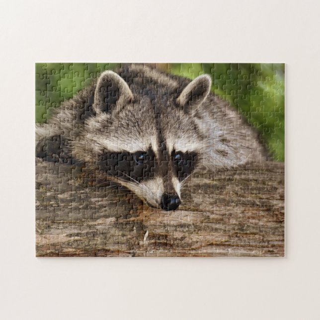 Puzzle Photo de raton laveur mignon en forêt (Horizontal)